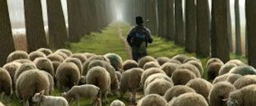 sheep-with-shepherd
