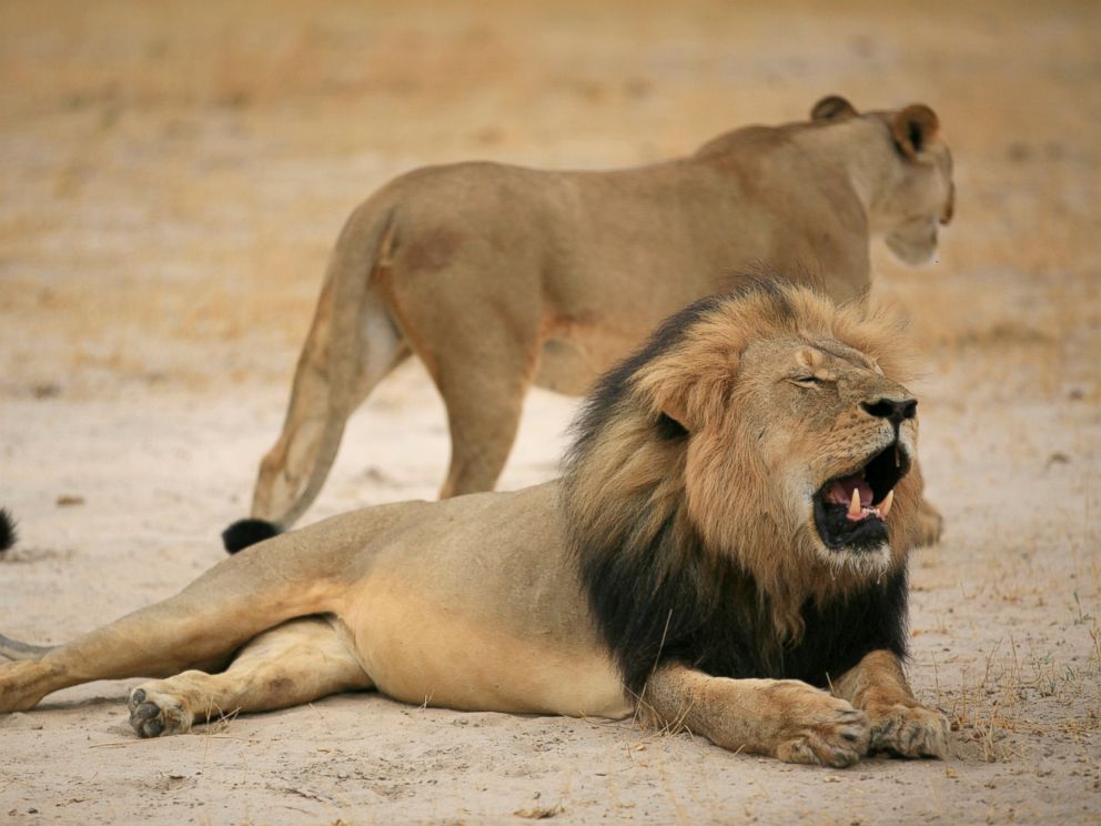 a cecil