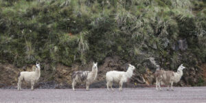 2014 03 Lama, ECUADOR