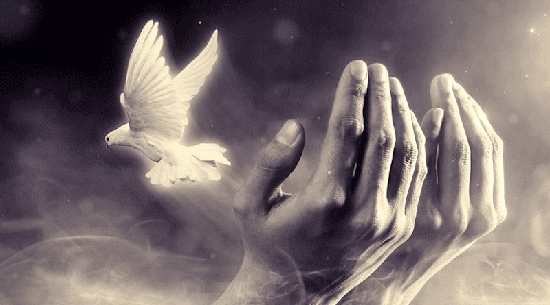 Dove Copia